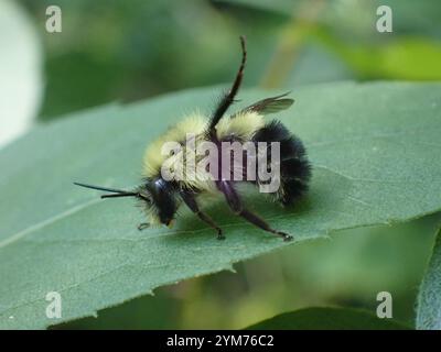 Bumble Bee mi-noir (Bombus vagans) Banque D'Images