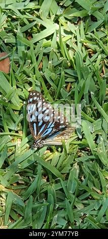 Blue Wanderer (Tirumala hamata) Banque D'Images