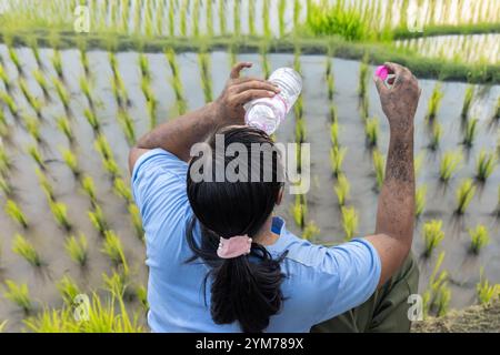 Une femme avec les mains sales de la terre boit de l'eau dans une bouteille en plastique au-dessus des rizières Banque D'Images