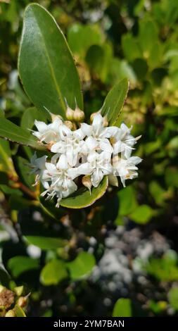 Mangrove fluviale (Aegiceras corniculatum) Banque D'Images