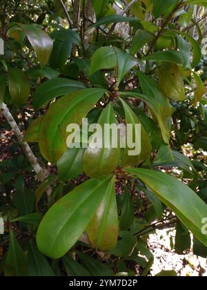 Marlberry (Ardisia escallonioides) Banque D'Images