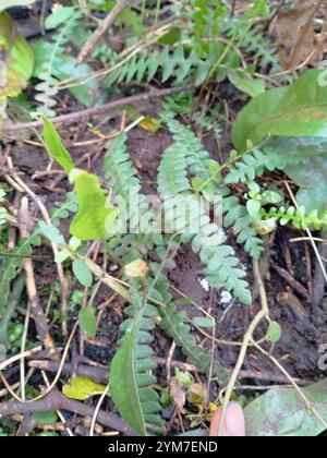 Petite fougère dure (Blechnum penna-marina) Banque D'Images