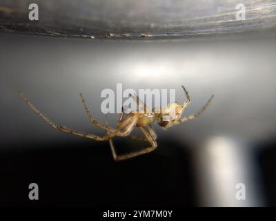 Araignée à secteur rouge (Zygiella atrica) Banque D'Images