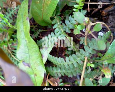 Petite fougère dure (Blechnum penna-marina) Banque D'Images