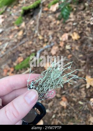 Lichen cartilagineux (Ramalina farinacea) Banque D'Images