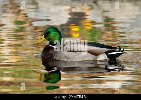 Canard colvert, Drake Banque D'Images