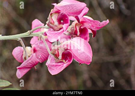 Gardenroute Keurboom (Virgilia divaricata) Banque D'Images