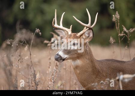 Cerf à queue blanche (Odocoileus virginianus) Buck en automne Banque D'Images