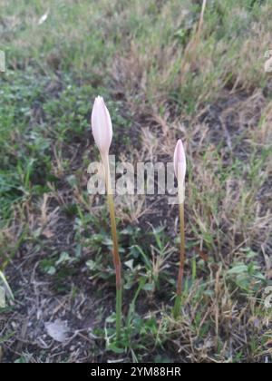 Lys de pluie de Brazos (Zephyranthes chlorosolen) Banque D'Images