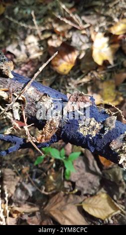 Croûte de cobalt (Terana coerulea) Banque D'Images