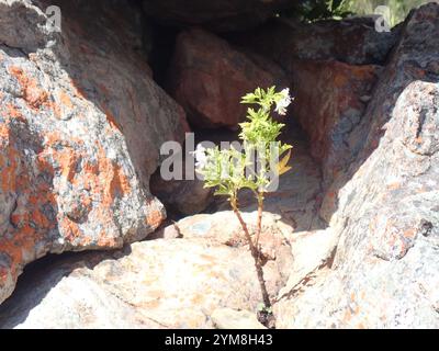 Storksbill (Pelargonium ribifolium) Banque D'Images