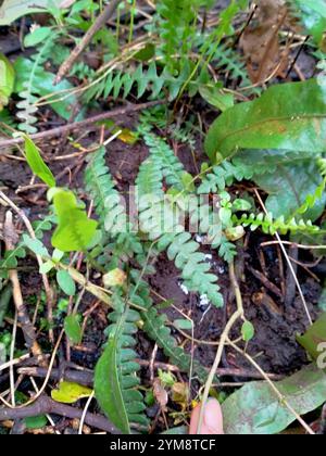 Petite fougère dure (Blechnum penna-marina) Banque D'Images