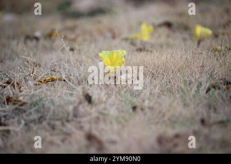 Gros plan Tabebuya (Handroanthus chrysotrichus), Tabebuya jaune ou arbre de trompette dorée en fleurs Banque D'Images