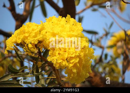 Gros plan Tabebuya (Handroanthus chrysotrichus), Tabebuya jaune ou arbre de trompette dorée en fleurs Banque D'Images