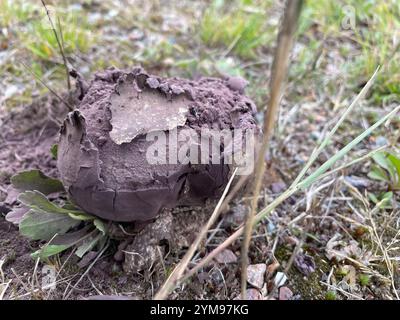 Bouffball à taches violettes (Calvatia cyathiformis) Banque D'Images