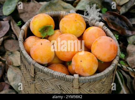 Fruits de kaki cueillis dans un panier Banque D'Images