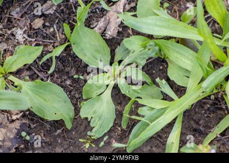 Plantain américain (Plantago rugelii) Banque D'Images