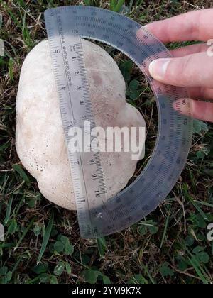 Bouffball à taches violettes (Calvatia cyathiformis) Banque D'Images