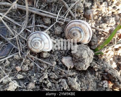 Escargot de la lande orientale (Xerolenta obvia) Banque D'Images