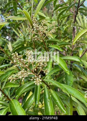 Marlberry (Ardisia escallonioides) Banque D'Images