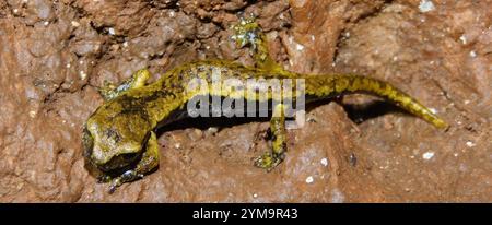 Salamandre des grottes italiennes (Speleomantes italicus) Banque D'Images