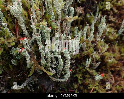 Soldats jouets (Cladonia bellidiflora) Banque D'Images