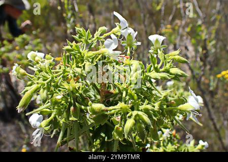 Storksbill (Pelargonium ribifolium) Banque D'Images