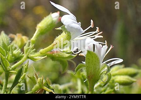 Storksbill (Pelargonium ribifolium) Banque D'Images