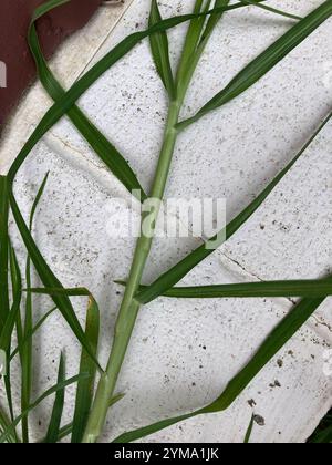 Herbe de Kikuyu (Cenchrus clandestinus) Banque D'Images