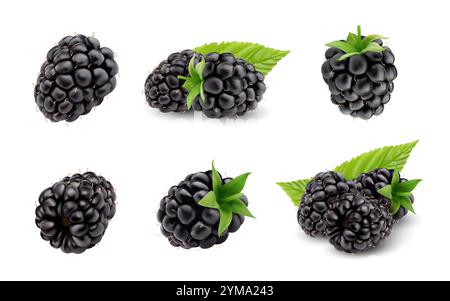 Ensemble de fruits mûres mûres 3d isolé réaliste. Framboises noires pleines de vecteur, mûres et fraîches, certaines avec des feuilles vertes dans diverses vues d'angle. Mûres juteuses naturelles, douces de forêt ou de jardin Illustration de Vecteur