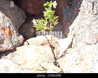 Storksbill (Pelargonium ribifolium) Banque D'Images