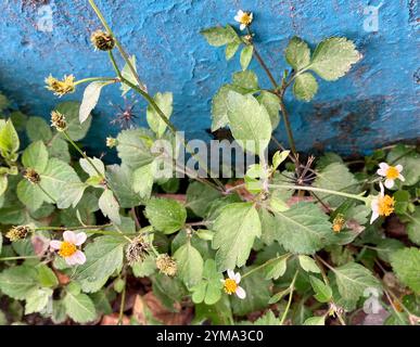 Béggartiques poilus (Bidens pilosa) Banque D'Images