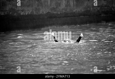 Photo datée du 15/11/83 du secrétaire aux Transports de l'ombre John Prescott, député de Kingston-upon-Hull, en combinaison avec un signe de pouce levé alors qu'il nageait du pont Chelsea au pont Westminster dans le cadre d'une protestation contre la politique du gouvernement de déverser des déchets nucléaires en mer. L'ancien vice-premier ministre John Prescott est décédé à l'âge de 86 ans à la suite d'une bataille contre la maladie d'Alzheimer, a annoncé sa famille. Date d'émission : jeudi 21 novembre 2024. Banque D'Images