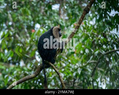 Gracieux gardien des Ghâts occidentaux : le macaque à queue de lion en voie de disparition dans la forêt luxuriante de la réserve de Vazhachal, Kerala. Banque D'Images