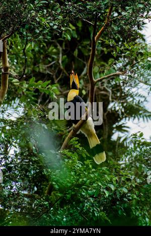 Majestueux Great Hornbill dans son habitat naturel de jumelage affectueux à Reserve Forest, Kerala - la faune vibrante des forêts tropicales de l'Inde. Banque D'Images