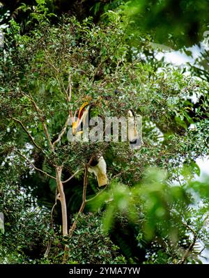 Majestueux Great Hornbill dans son habitat naturel de jumelage affectueux à Reserve Forest, Kerala - la faune vibrante des forêts tropicales de l'Inde. Banque D'Images