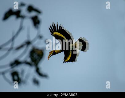 Majestueux Great Hornbill dans son habitat naturel de jumelage affectueux à Reserve Forest, Kerala - la faune vibrante des forêts tropicales de l'Inde. Banque D'Images