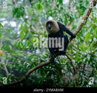 Gracieux gardien des Ghâts occidentaux : le macaque à queue de lion en voie de disparition dans la forêt luxuriante de la réserve de Vazhachal, Kerala. Banque D'Images