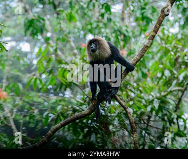 Gracieux gardien des Ghâts occidentaux : le macaque à queue de lion en voie de disparition dans la forêt luxuriante de la réserve de Vazhachal, Kerala. Banque D'Images