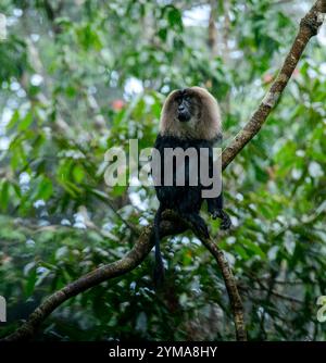 Gracieux gardien des Ghâts occidentaux : le macaque à queue de lion en voie de disparition dans la forêt luxuriante de la réserve de Vazhachal, Kerala. Banque D'Images