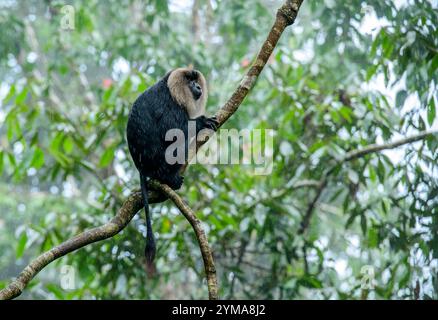 Gracieux gardien des Ghâts occidentaux : le macaque à queue de lion en voie de disparition dans la forêt luxuriante de la réserve de Vazhachal, Kerala. Banque D'Images