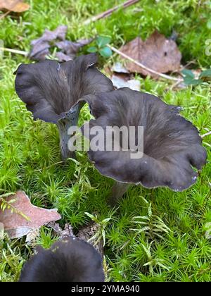 Trompette noire orientale (Craterellus fallax) Banque D'Images