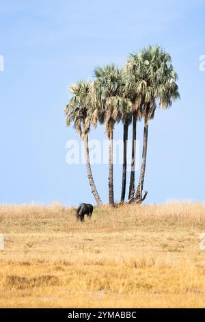 Gnous bleu, Connochaetes taurinus, pâturant devant 5 palmiers. Zambie, Afrique Banque D'Images