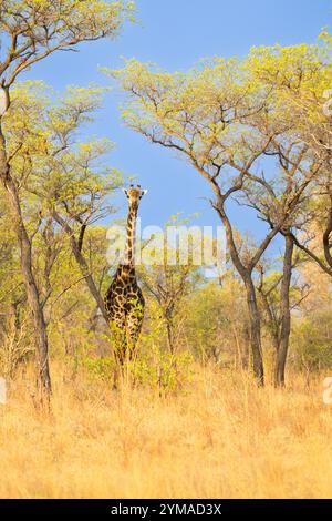 Girafe, Giraffa camelopardalis, dans la brousse africaine, vue de face. Réserve de Moremi, Delta de l'Okavango, Botswana, Afrique Banque D'Images