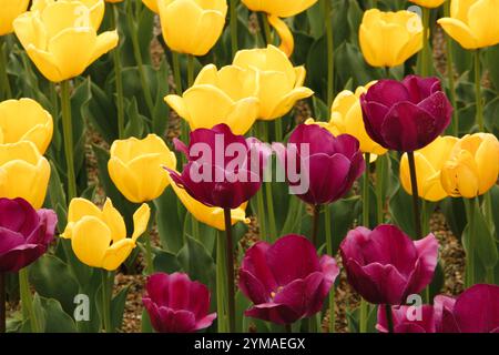 Fleur, tulipes triomphales, tulipes triomphales de couleur vin et jaune, fleurs de couleur vin, jardin, avril Banque D'Images