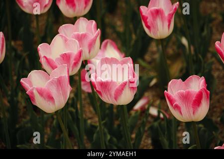 Tulipes roses et blanches, fleurs, tulipes triomphales, tulipes triomphales roses et blanches, fleurs roses, jardin, avril Banque D'Images