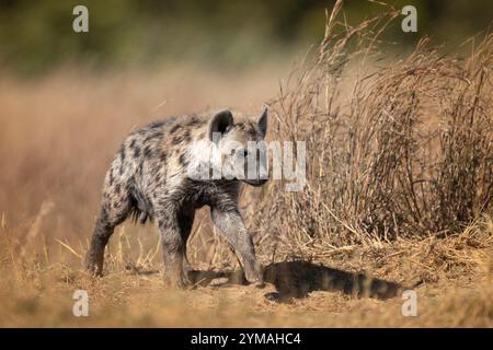 Hyena Pup, (Crocuta crocuta), portrait horizontal marche vers la droite. Delta de l'Okavango, Botswana, Afrique Banque D'Images