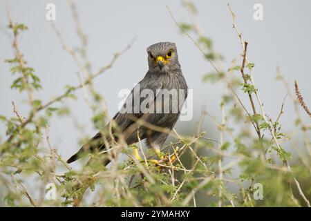 Oiseau de crécerelle gris dans un arbre d'acacia épineux Banque D'Images