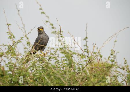 Oiseau gris Krestrel perché dans un arbre d'acacia Banque D'Images