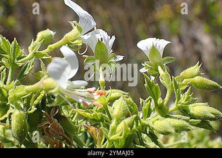 Storksbill (Pelargonium ribifolium) Banque D'Images